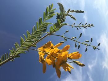 Low angle view of flowering plant against sky