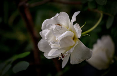 Close-up of white rose