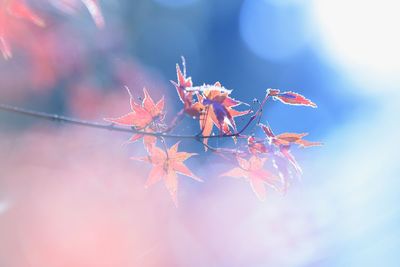 Close-up of flowers against blurred background