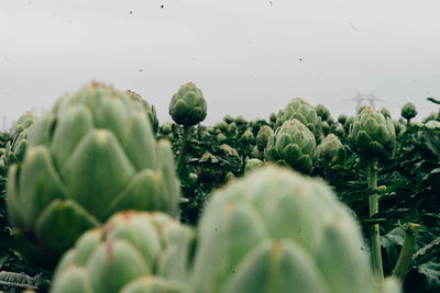 Close-up of wet plants in water