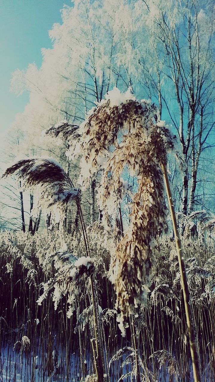 bare tree, tree, water, nature, sky, blue, day, branch, outdoors, tranquility, tree trunk, beauty in nature, dead plant, auto post production filter, close-up, no people, growth, clear sky, wood - material, scenics