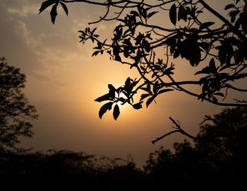 Silhouette tree against sky during sunset