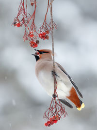 Close-up of bird perching on tree against sky