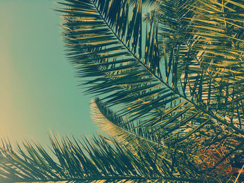 palm tree