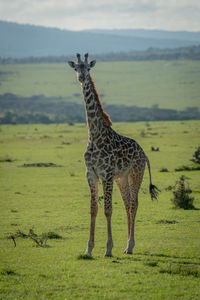 Masai giraffe calf stands staring at camera