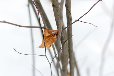 Close up of leaf