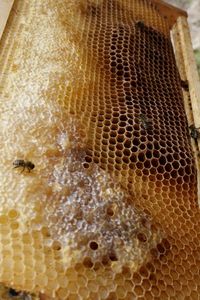 Close-up of bee on sand