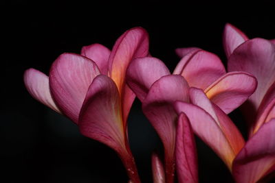 Close-up of pink frangipanis against black background