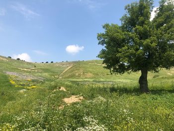 Scenic view of field against sky