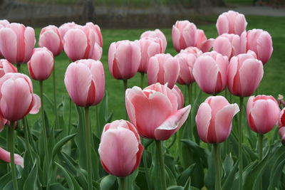 Close-up of tulips