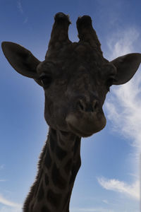 animal