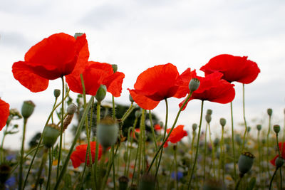 Close-up of red poppy flowers growing on field