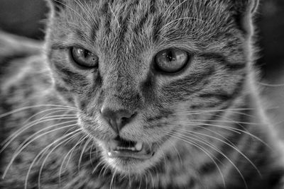 Close-up portrait of cat