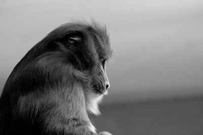 Close-up of monkey
