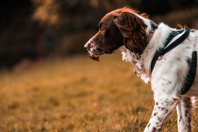 Dog looking away on field