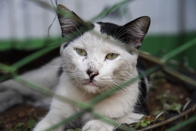 Close-up portrait of cat