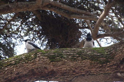 Low angle view of bird perching on tree