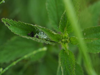 Close-up of insect on leaf