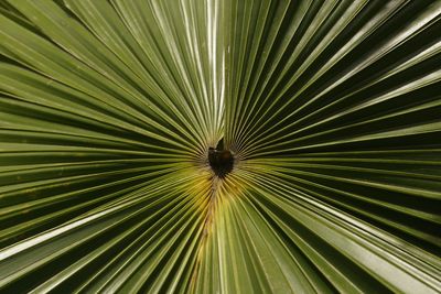 Full frame shot of palm leaf