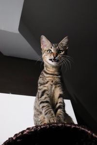 Low angle view of tabby cat sitting at home