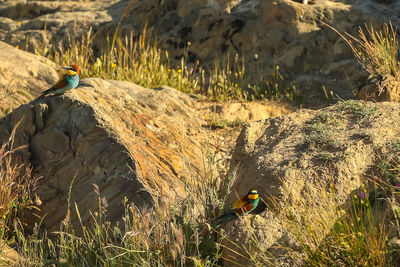 View of birds on rock
