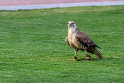 Bird perching on a field