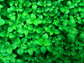 Full frame shot of plants growing on field