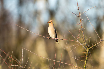 Low angle view of bird perching on twig