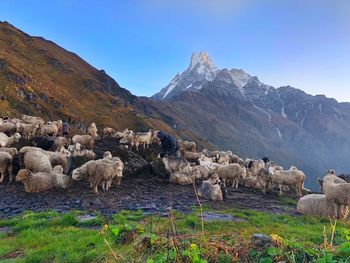 Man by flock of sheep on mountain against sky