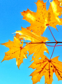 Low angle view of maple leaves against blue sky