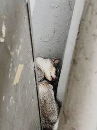 High angle view of a cat resting on wall