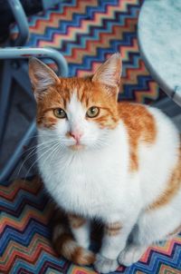 Close-up portrait of cat relaxing at home