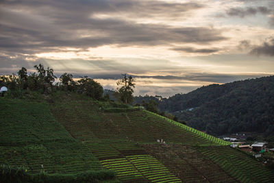 Scenic view of agricultural field against sky during sunset