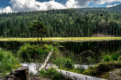 Scenic view of lake by trees against sky