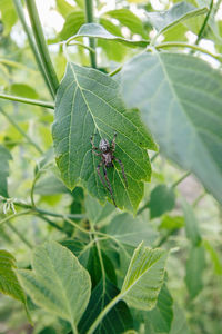 Close-up of insect on leaf