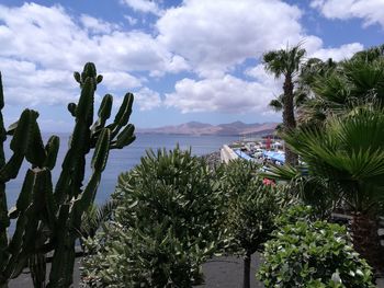 Palm trees by sea against sky in city