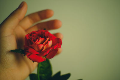 Close-up of hand holding red rose
