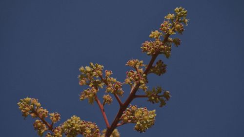 Low angle view of flowering plant against blue sky