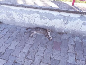 High angle view of cat on footpath