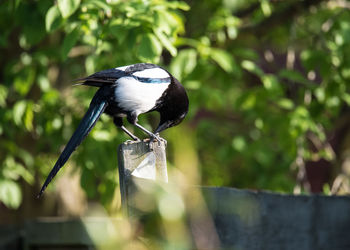 Close-up of bird perching on a fence