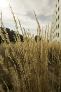 Close-up of plants on field against sky