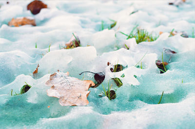 Close-up of autumn leaves in water