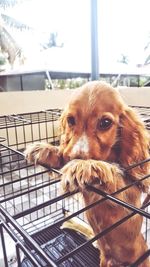 Portrait of dog in cage