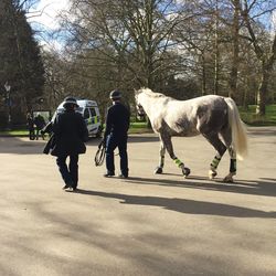 Full length of a dog