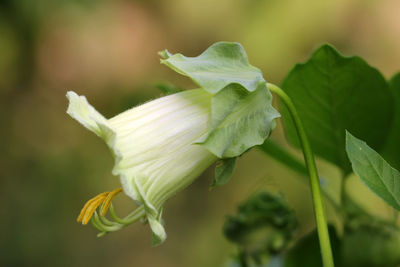 Close-up of flowering plant