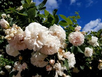 Close-up of white flowers blooming against sky