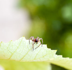 Close-up of insect on leaf