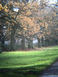 Trees growing in a park