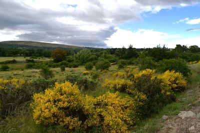 Scenic view of field against cloudy sky