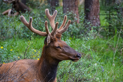 Deer in a forest